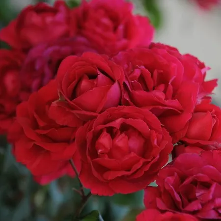 Tenuta San Pietro Luxury 4*